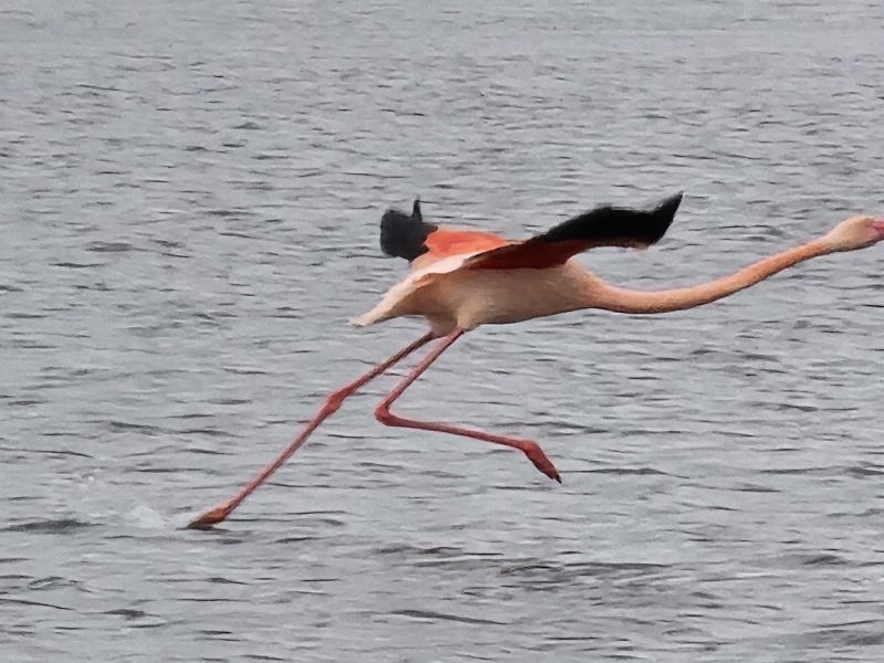 Flamingo in flight